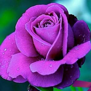 Meet your Posher, Tonya